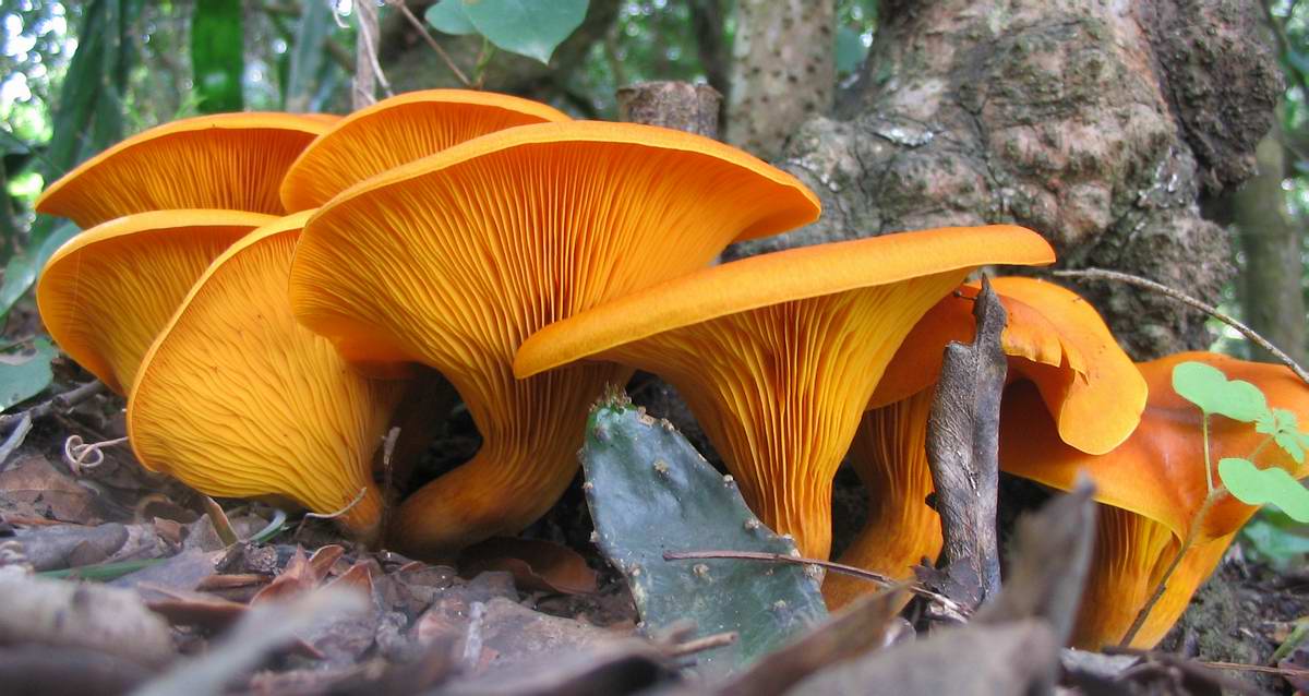 Omphalotus olearius?